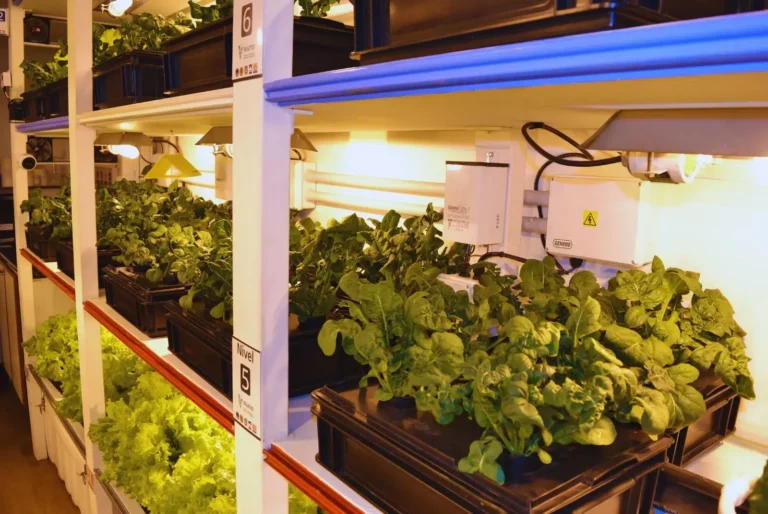 módulo hidropónico doméstico