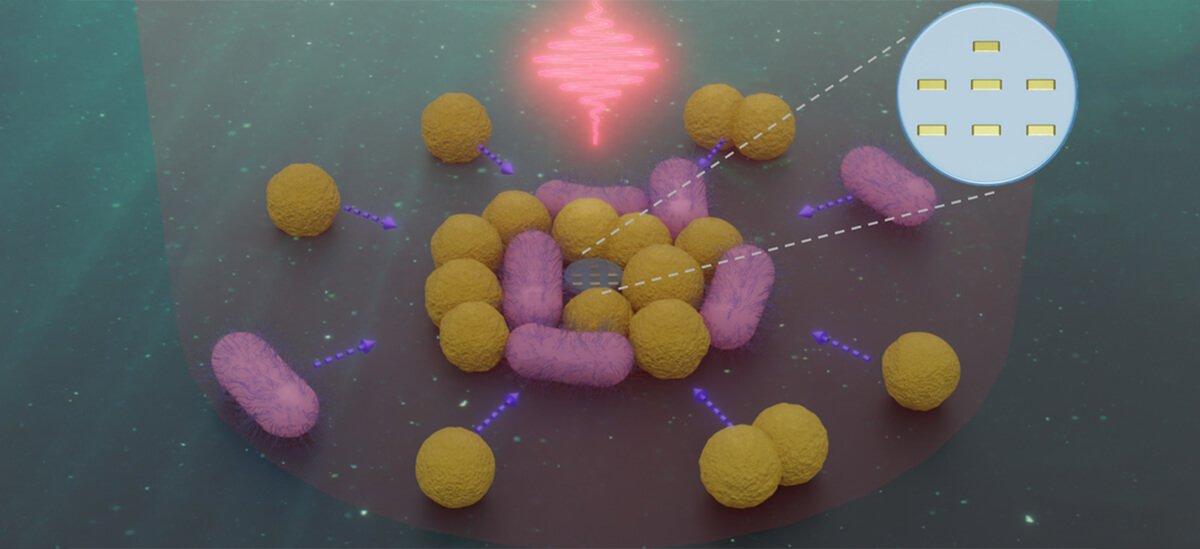 Manipulación de bacterias Manipulación de bacterias